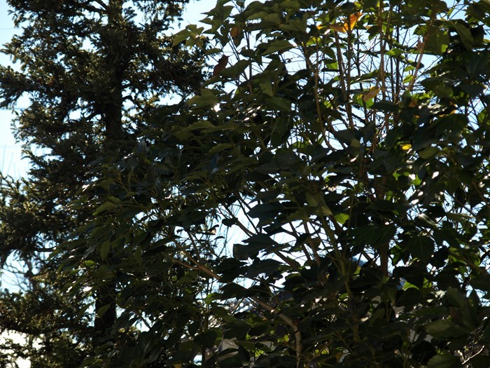 s-TU017454