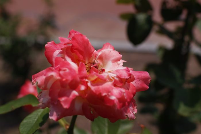 SDIM0177